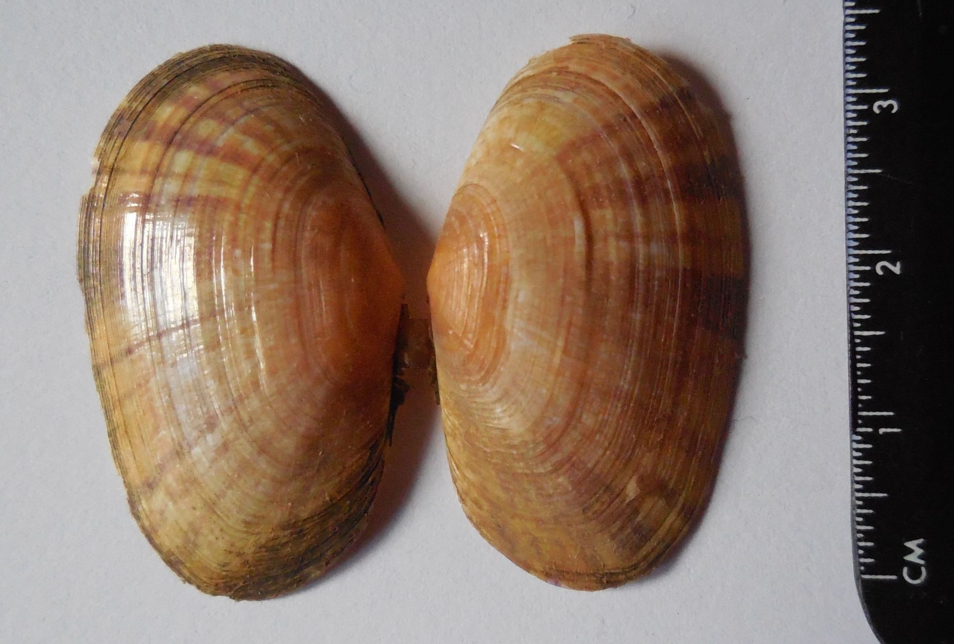 bivalve da determinare